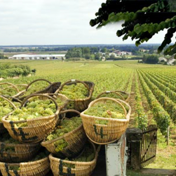 PetitCalon