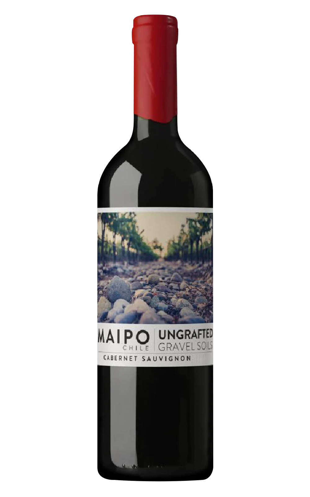De Martino Ungtafted Cabernet Sauvignon 2021 迪馬提諾酒莊 未嫁接系列 卡本內蘇維濃紅酒