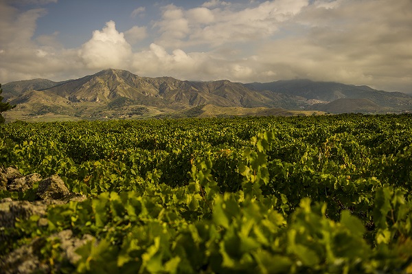 主圖(圖片說明請修改)