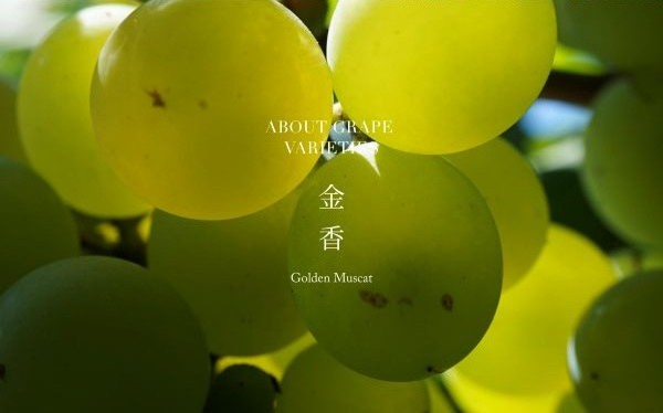 主圖(圖片說明請修改)