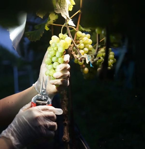 主圖(圖片說明請修改)