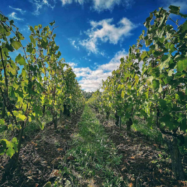 Domaine du Clos des Rocs