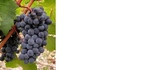 卡本內蘇維濃（Cabernet Sauvignon）