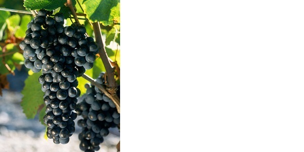 梅洛（Merlot）