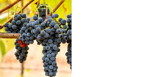 希哈（Syrah／Shiraz）