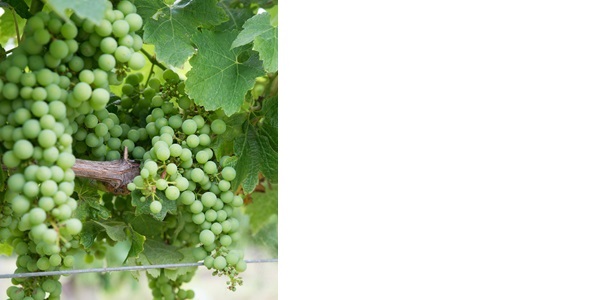 夏多內（Chardonnay）