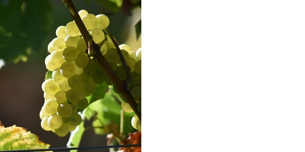 白蘇維濃（Sauvignon Blanc）