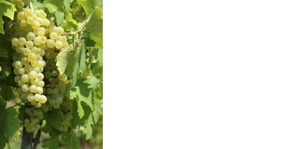 麗絲玲（Riesling）